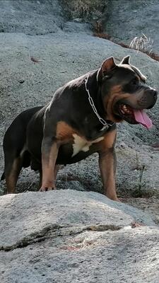 Dog Featured Image