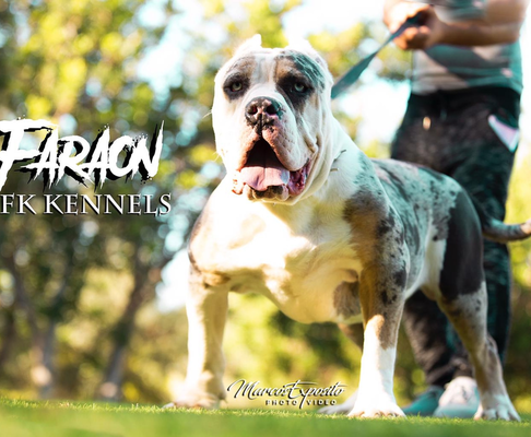 Dog Featured Image