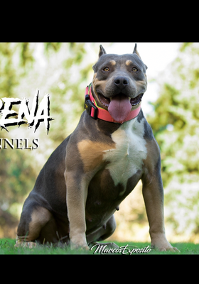 Dog Featured Image