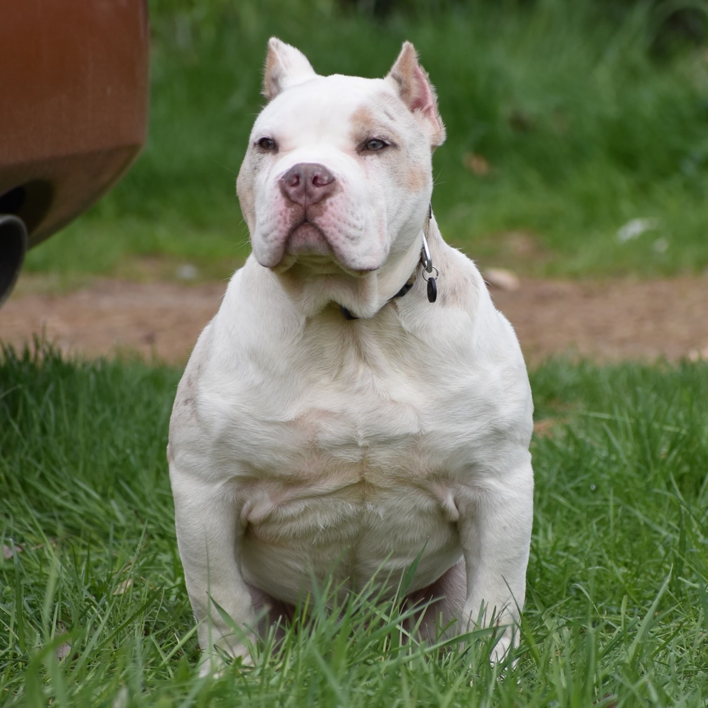 Dog Featured Image
