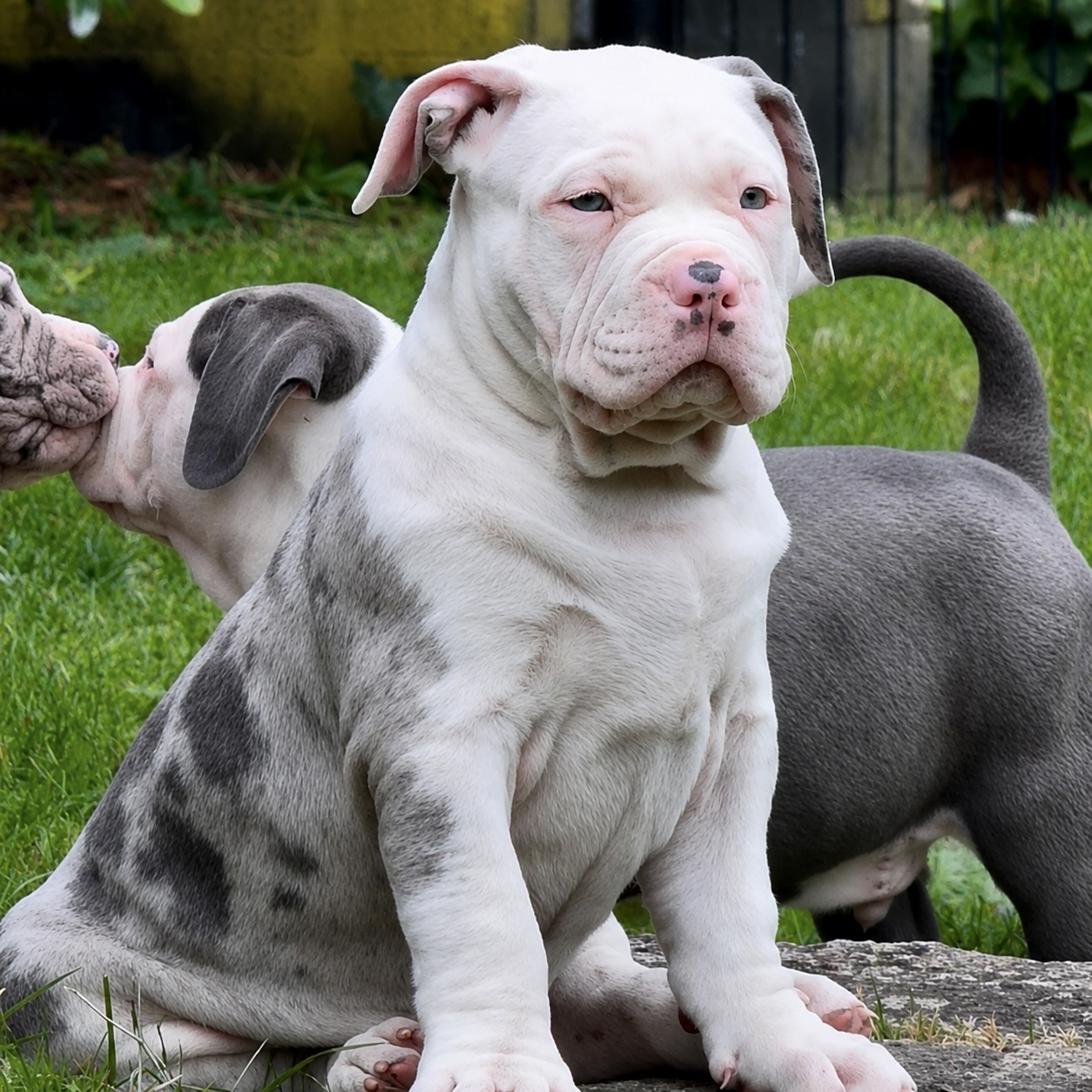 Dog Featured Image