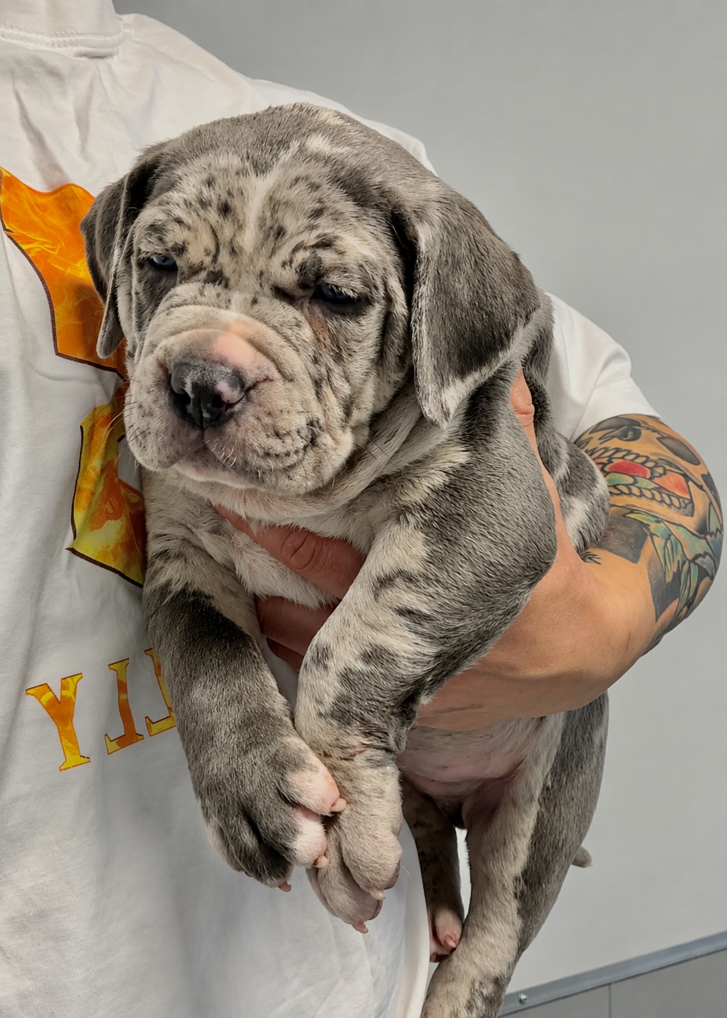 Dog Featured Image