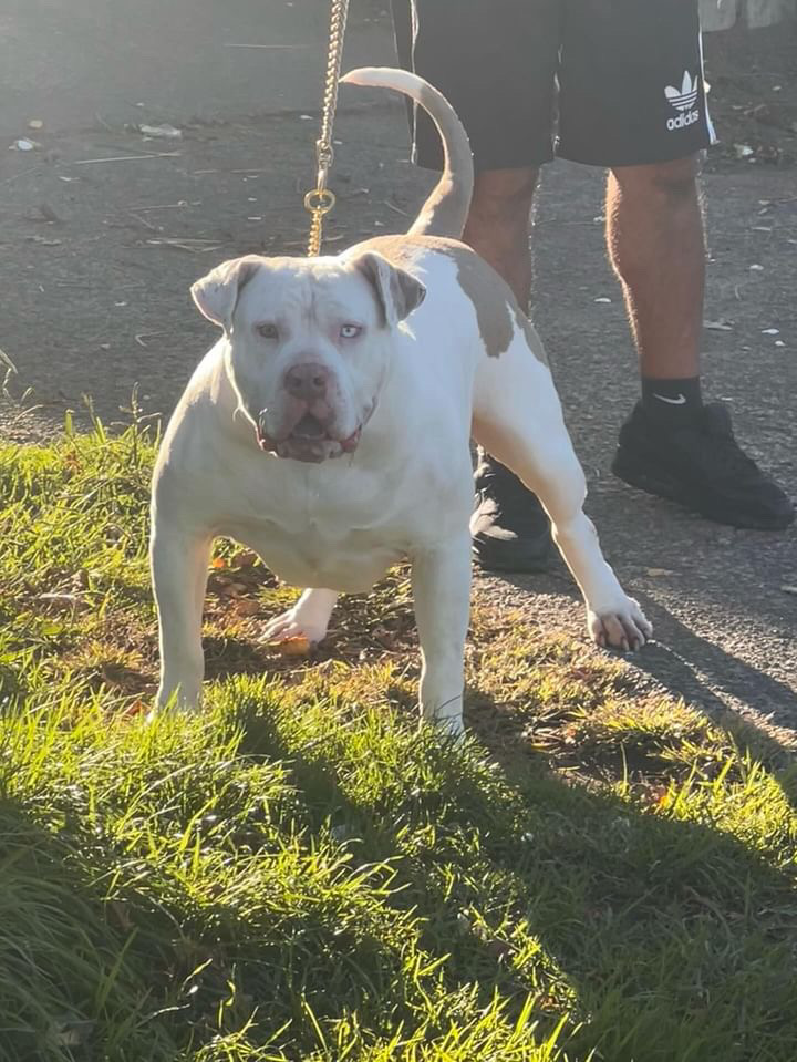 Dog Featured Image