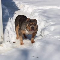 Dog Featured Image