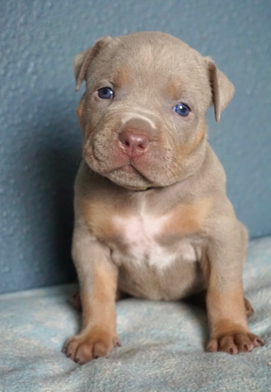 Dog Featured Image