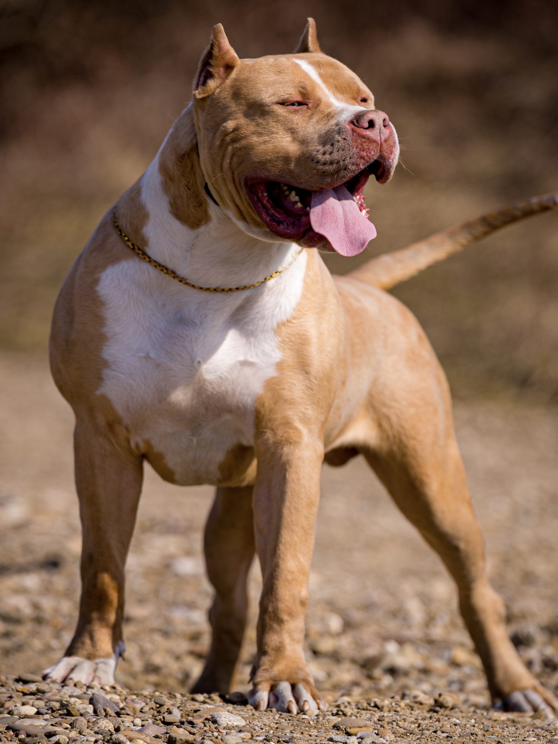 Dog Featured Image