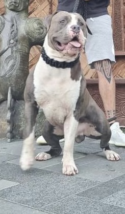 Dog Featured Image