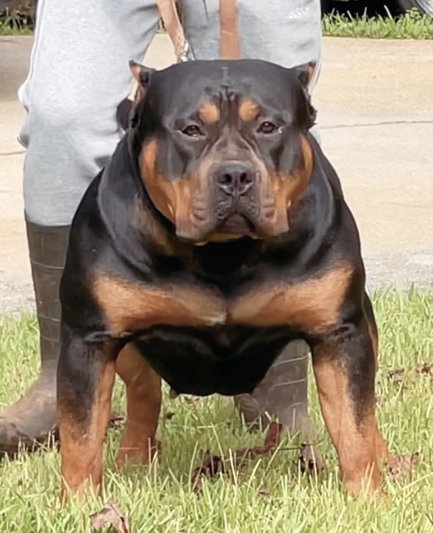 Dog Featured Image