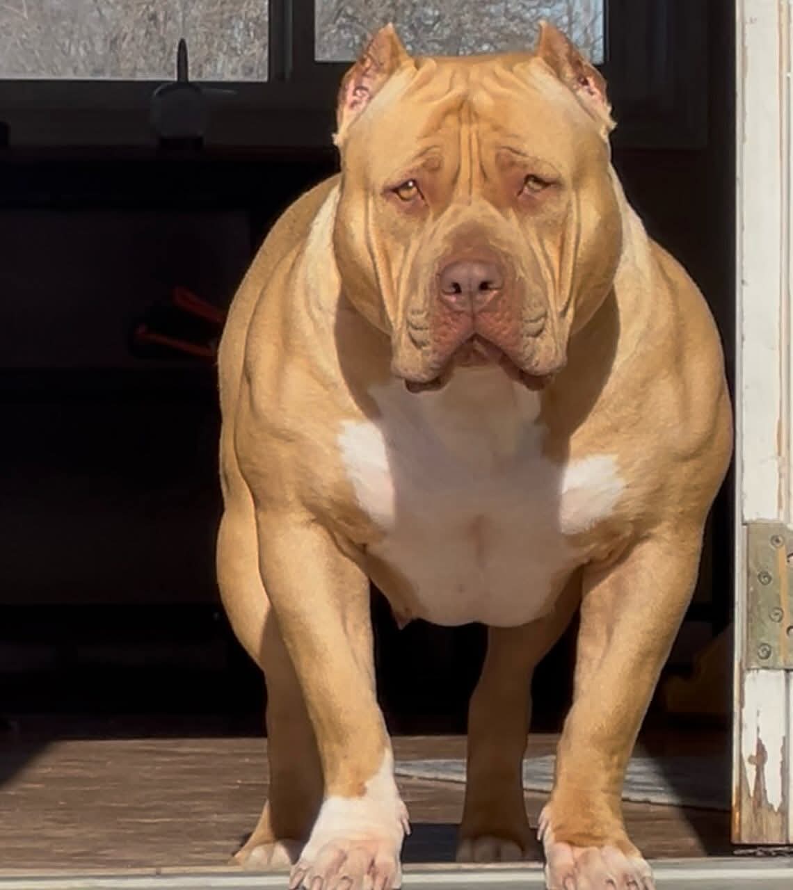 Dog Featured Image