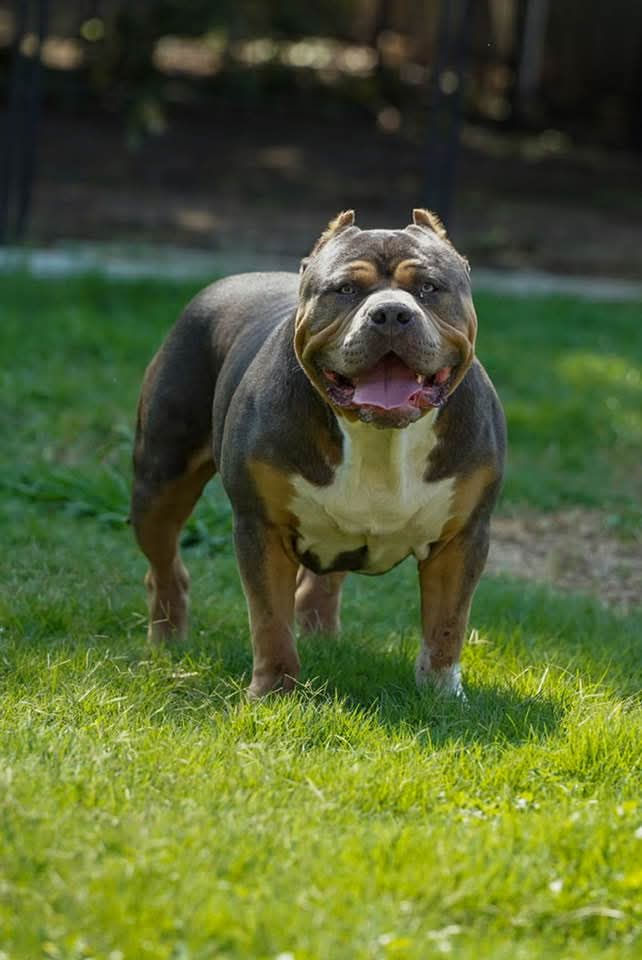 Dog Featured Image