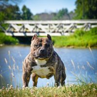 Dog Featured Image