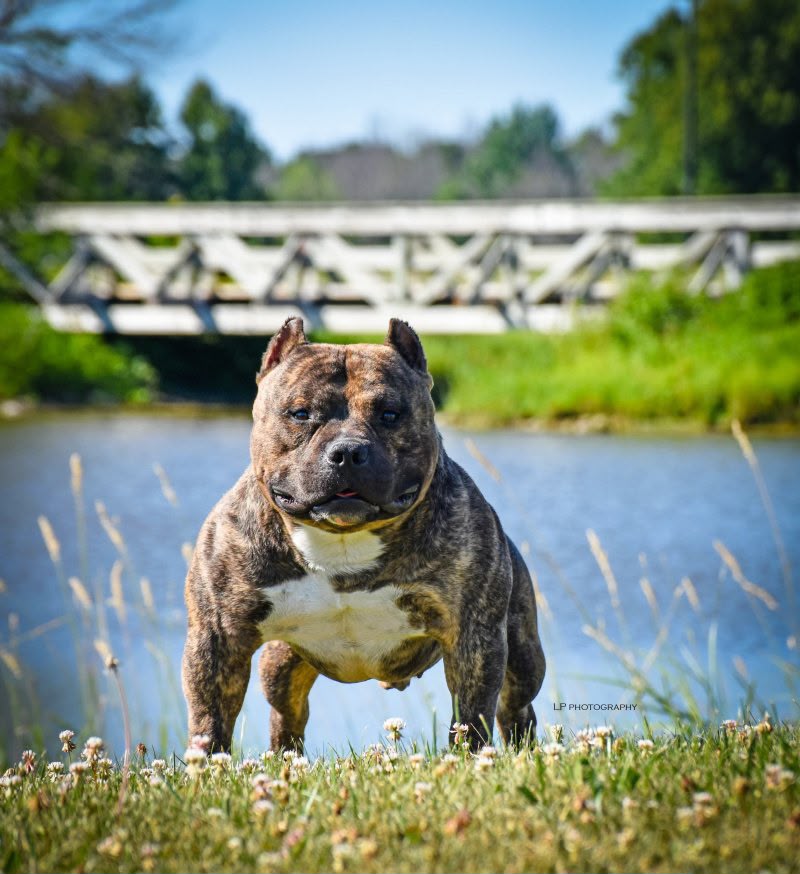 Dog Featured Image