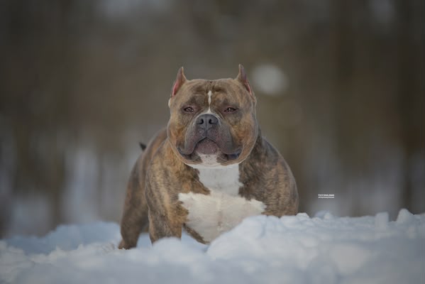 Dog Featured Image