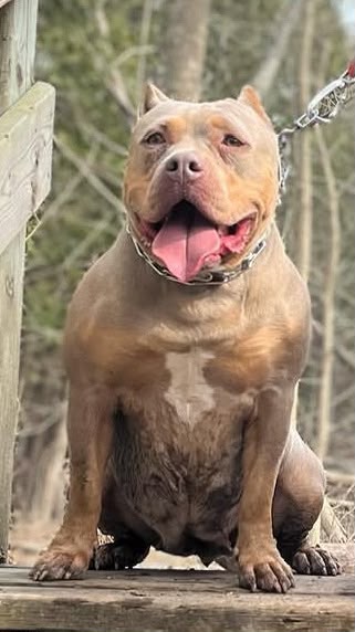 Dog Featured Image