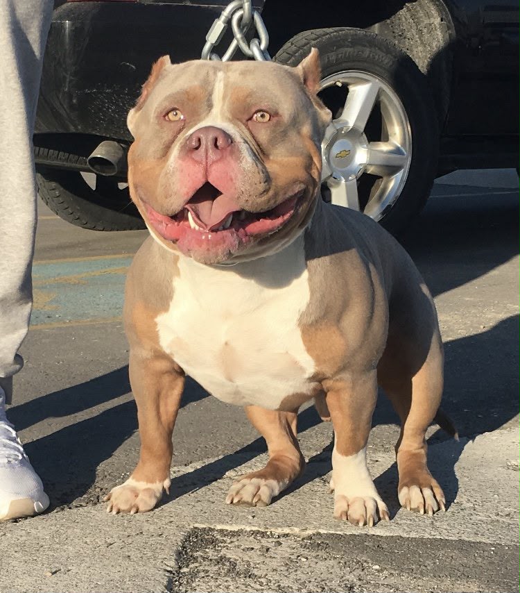 Dog Featured Image