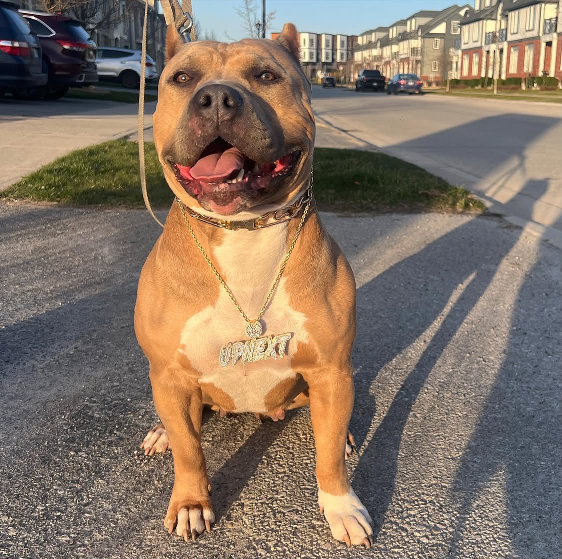 Dog Featured Image