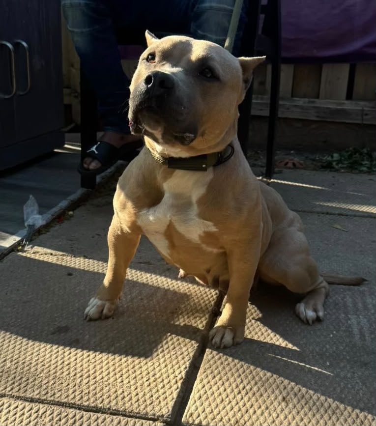 Dog Featured Image