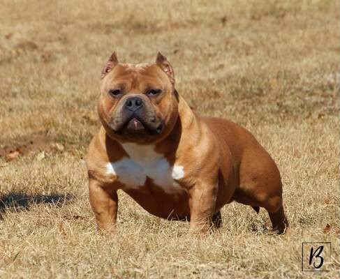 Dog Featured Image