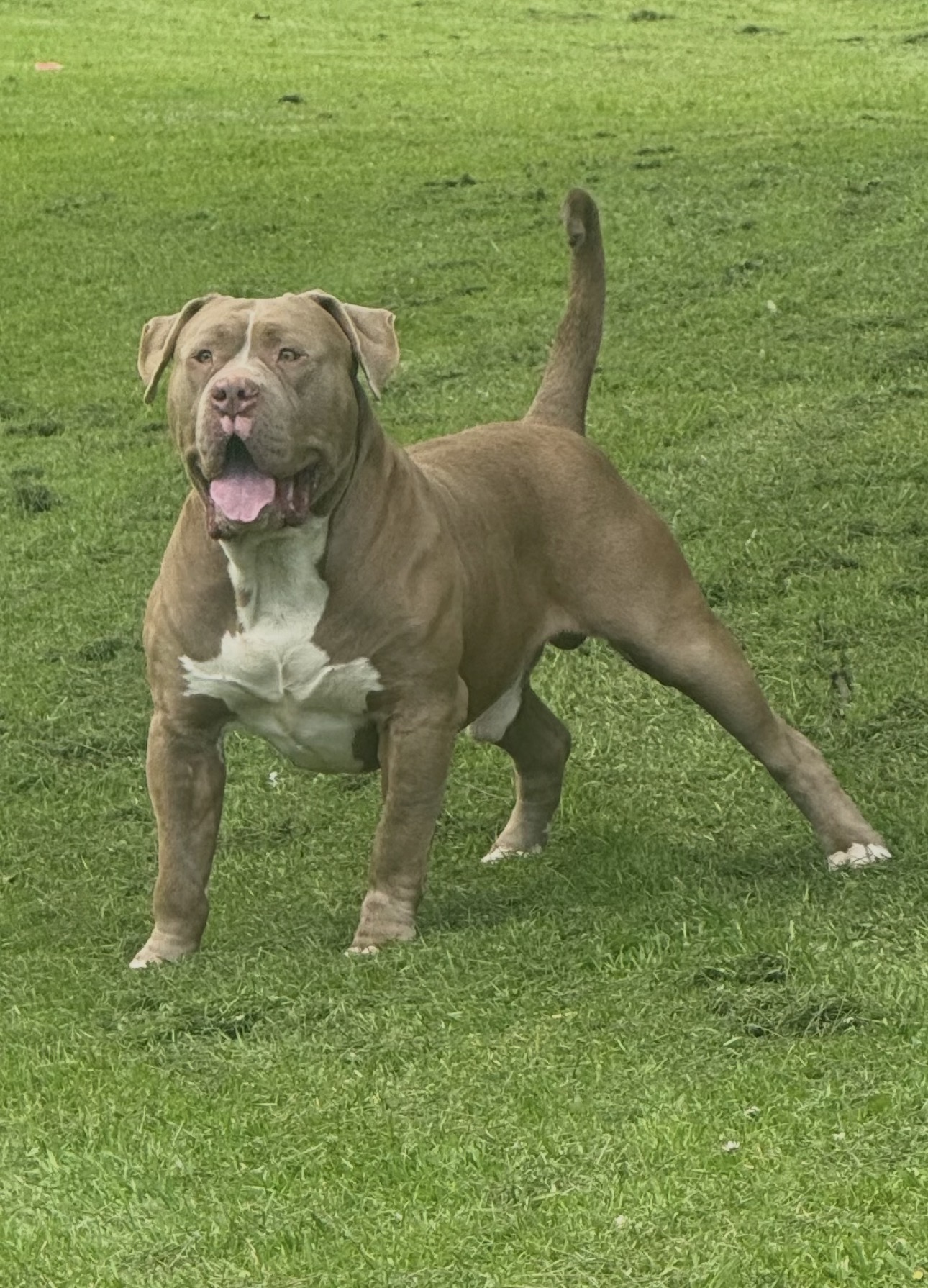 Dog Featured Image