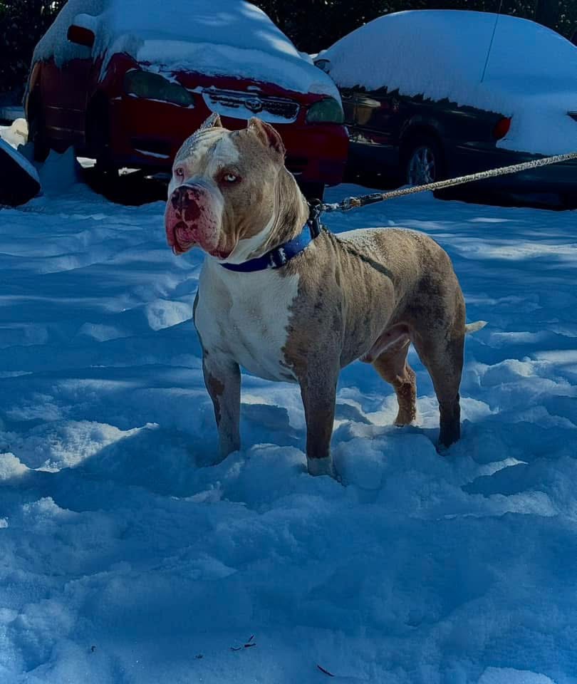Dog Featured Image