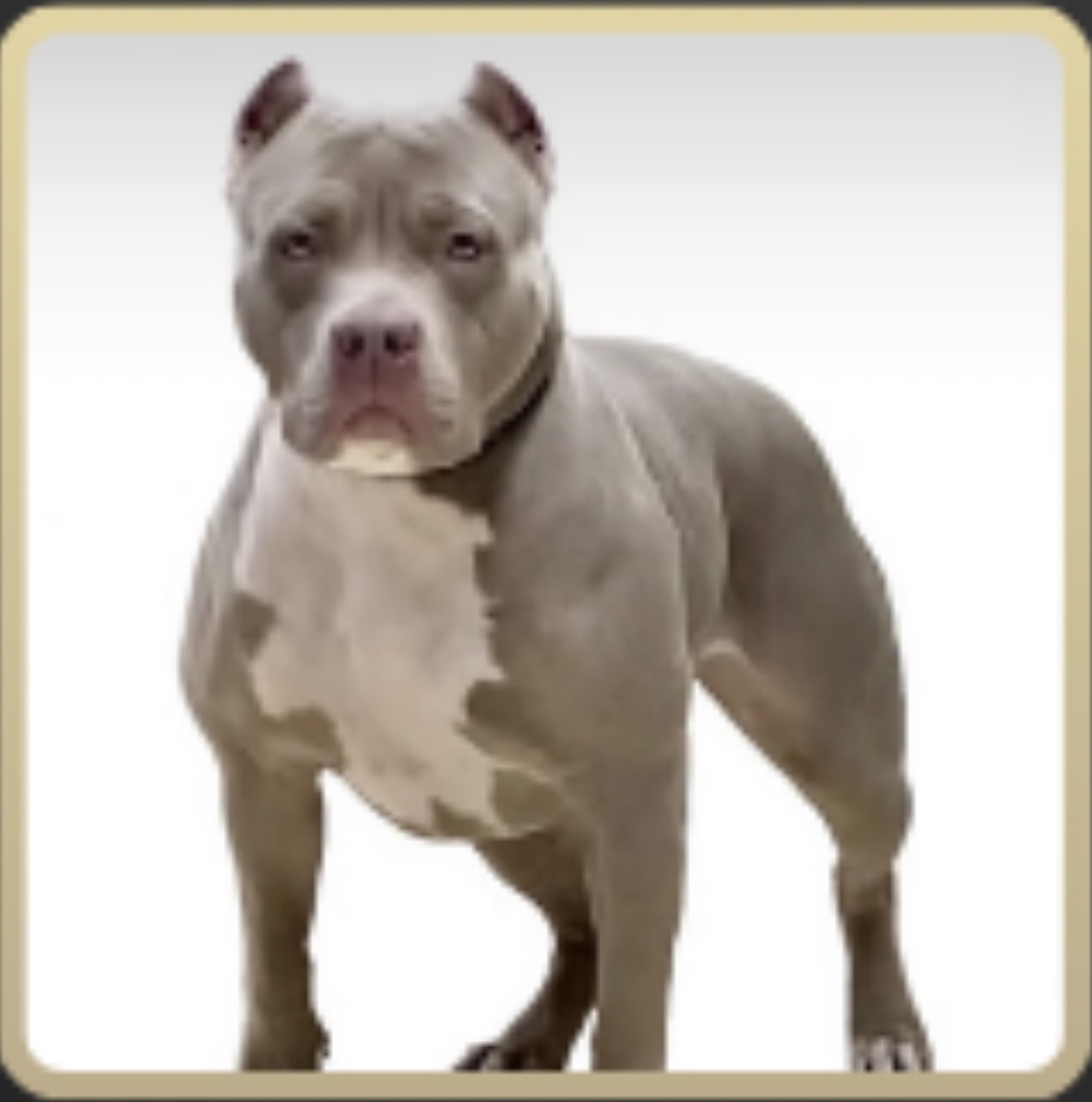 Dog Featured Image