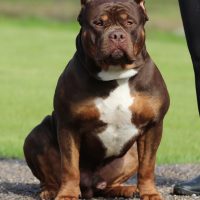 Dog Featured Image