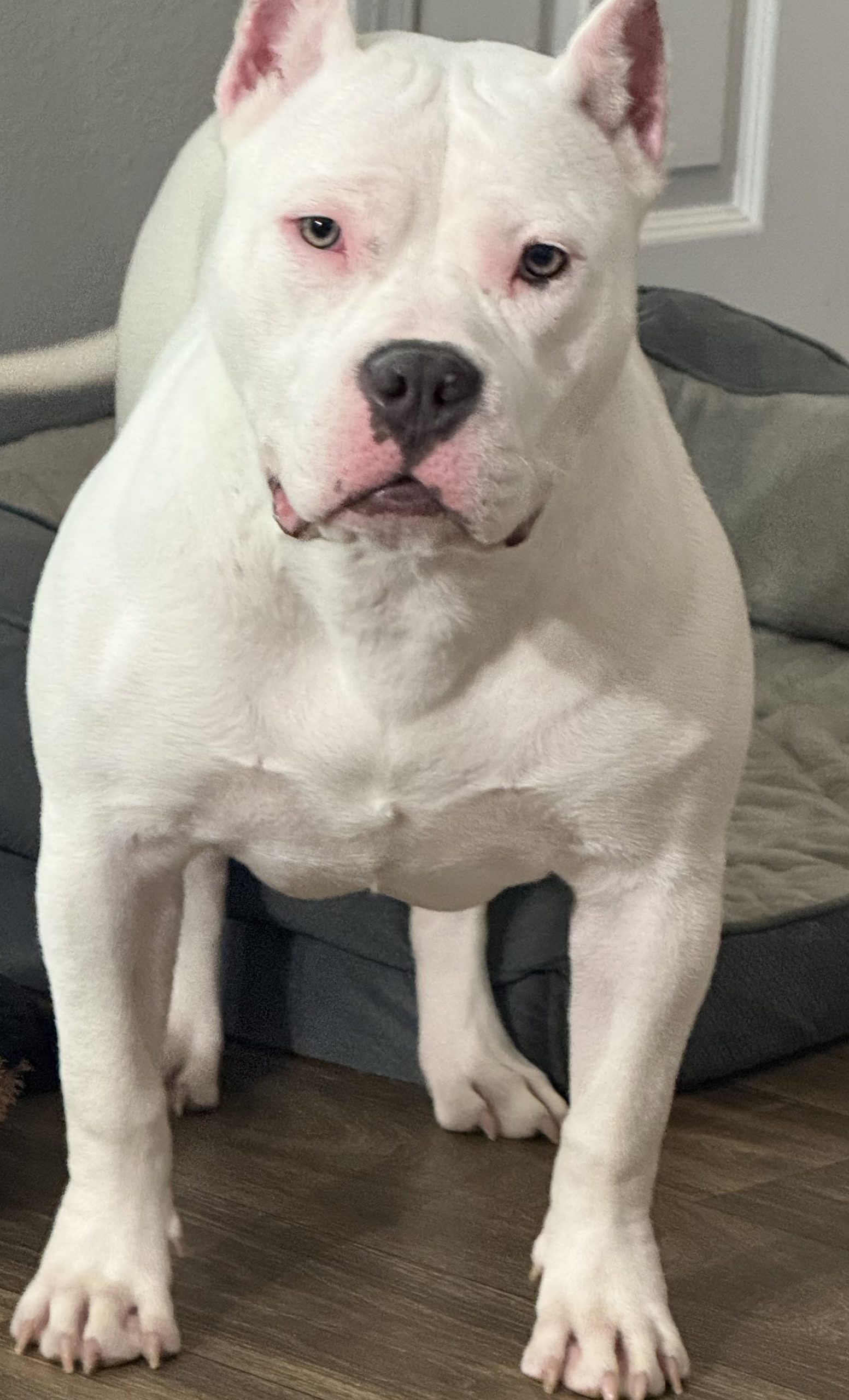 Dog Featured Image