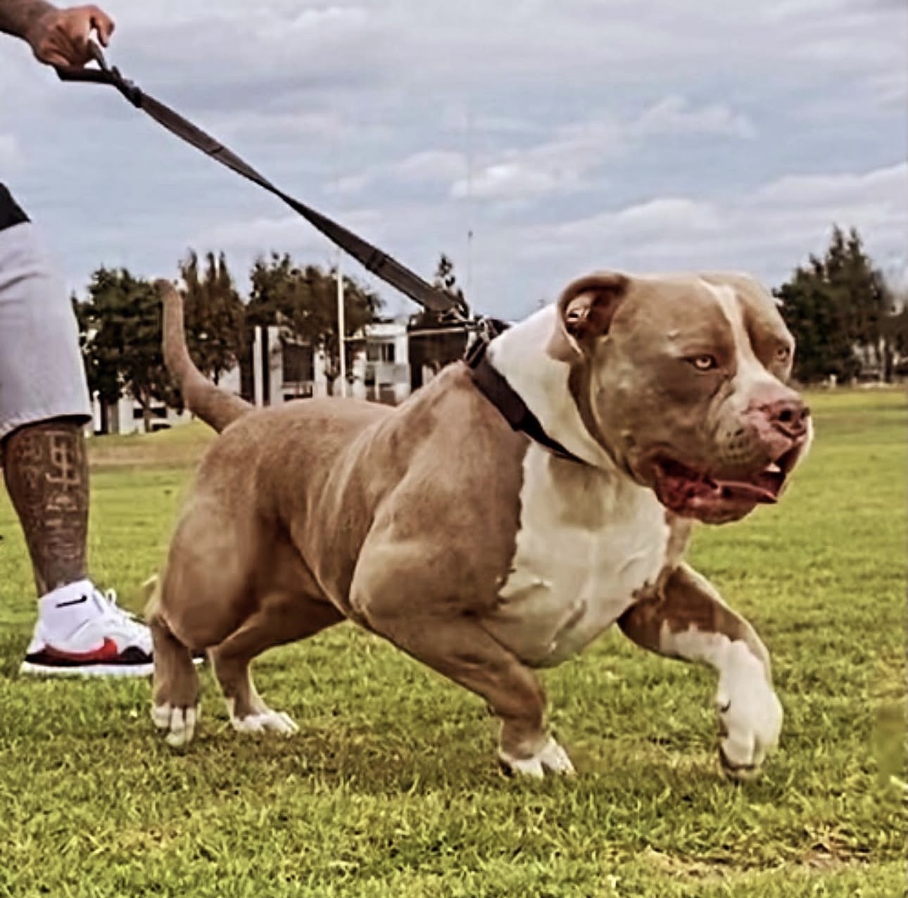 Dog Featured Image