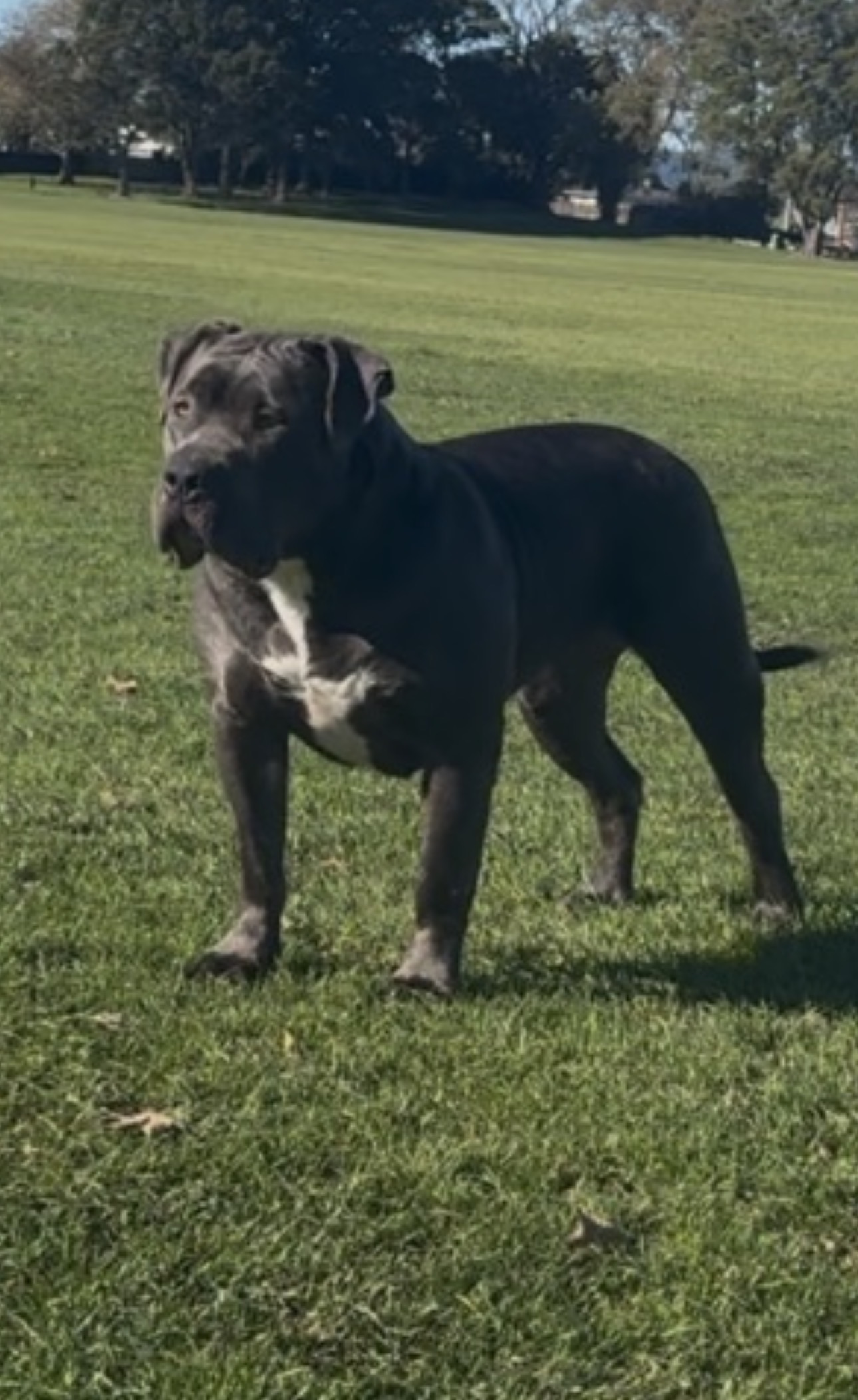 Dog Featured Image