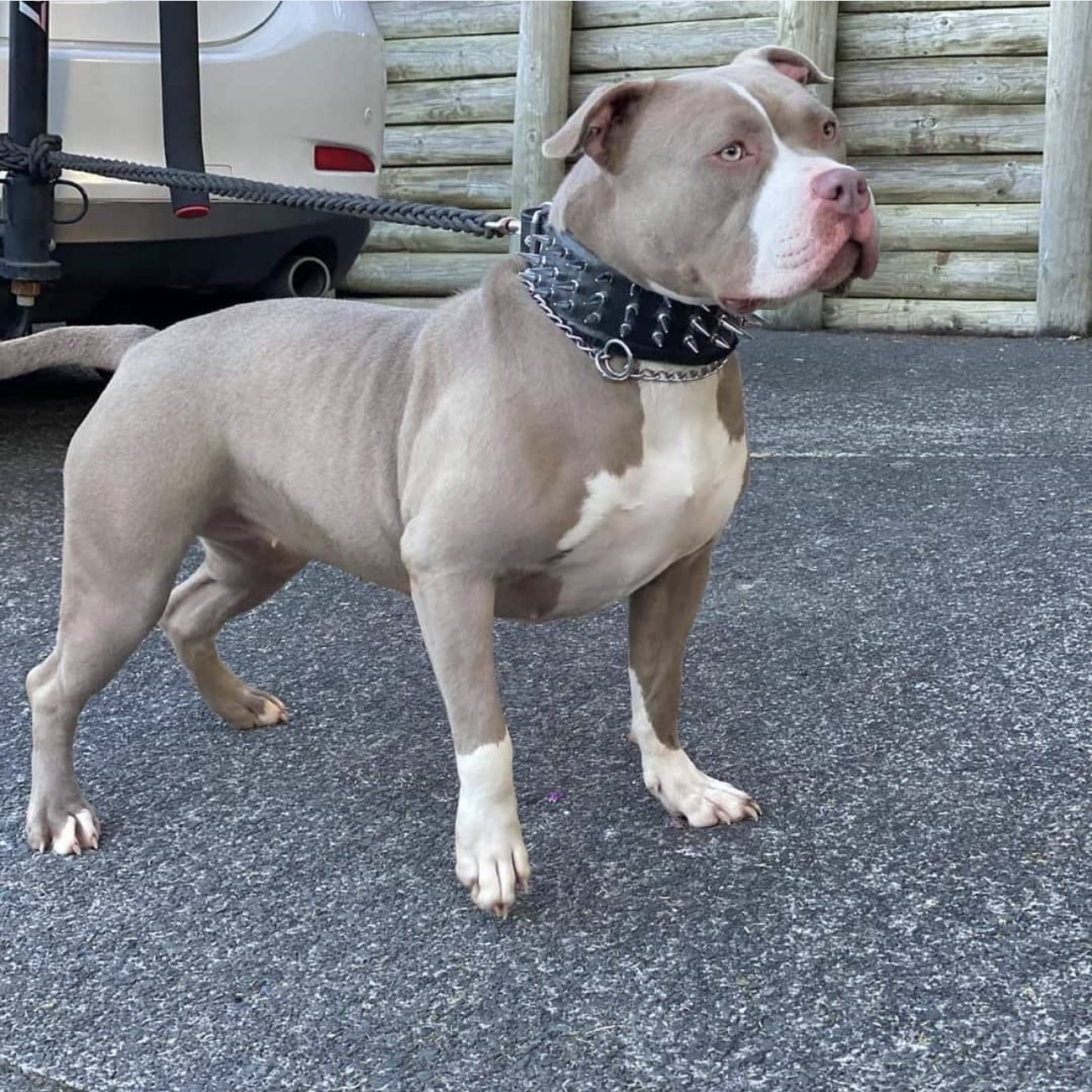 Dog Featured Image