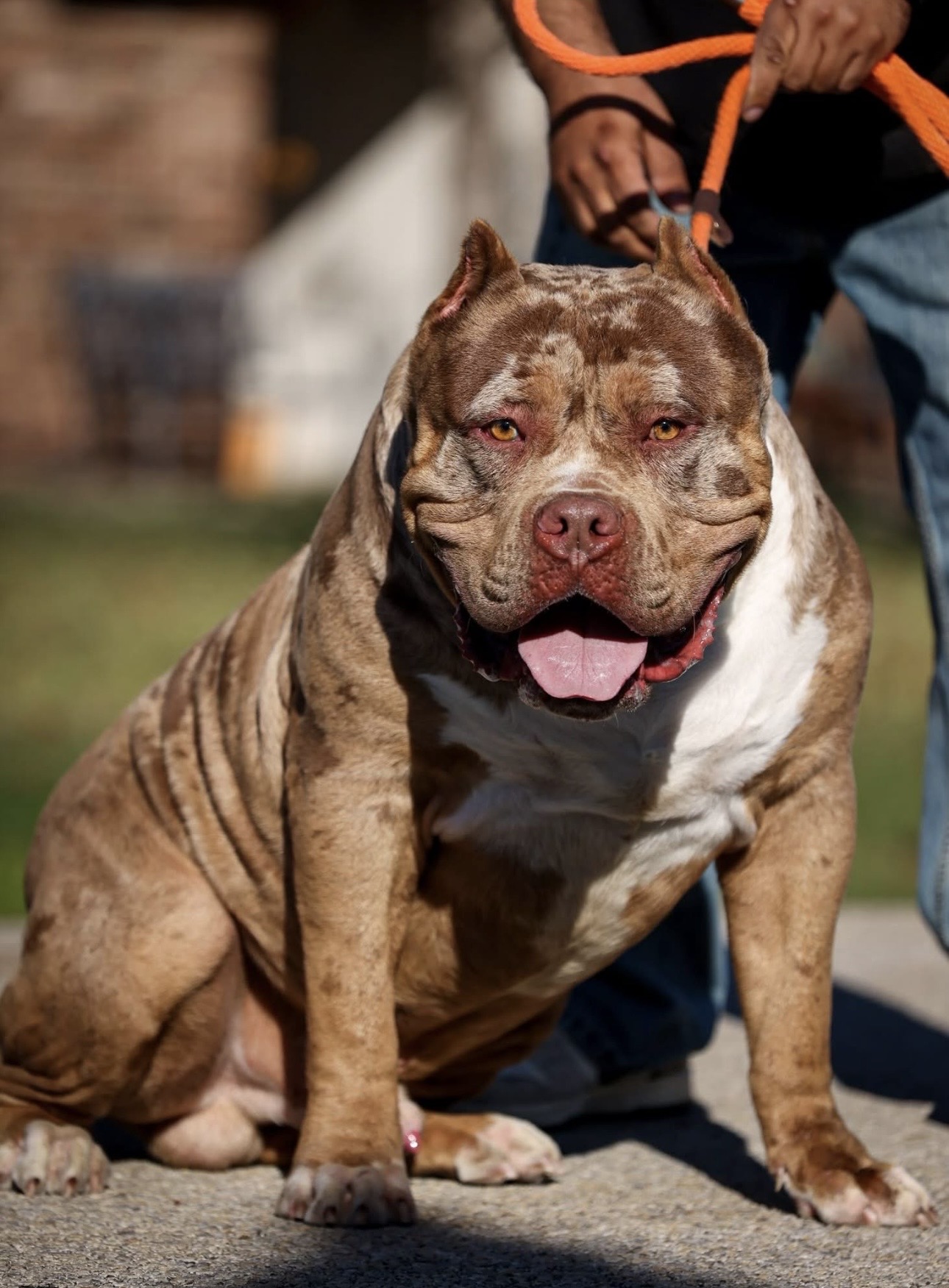Dog Featured Image