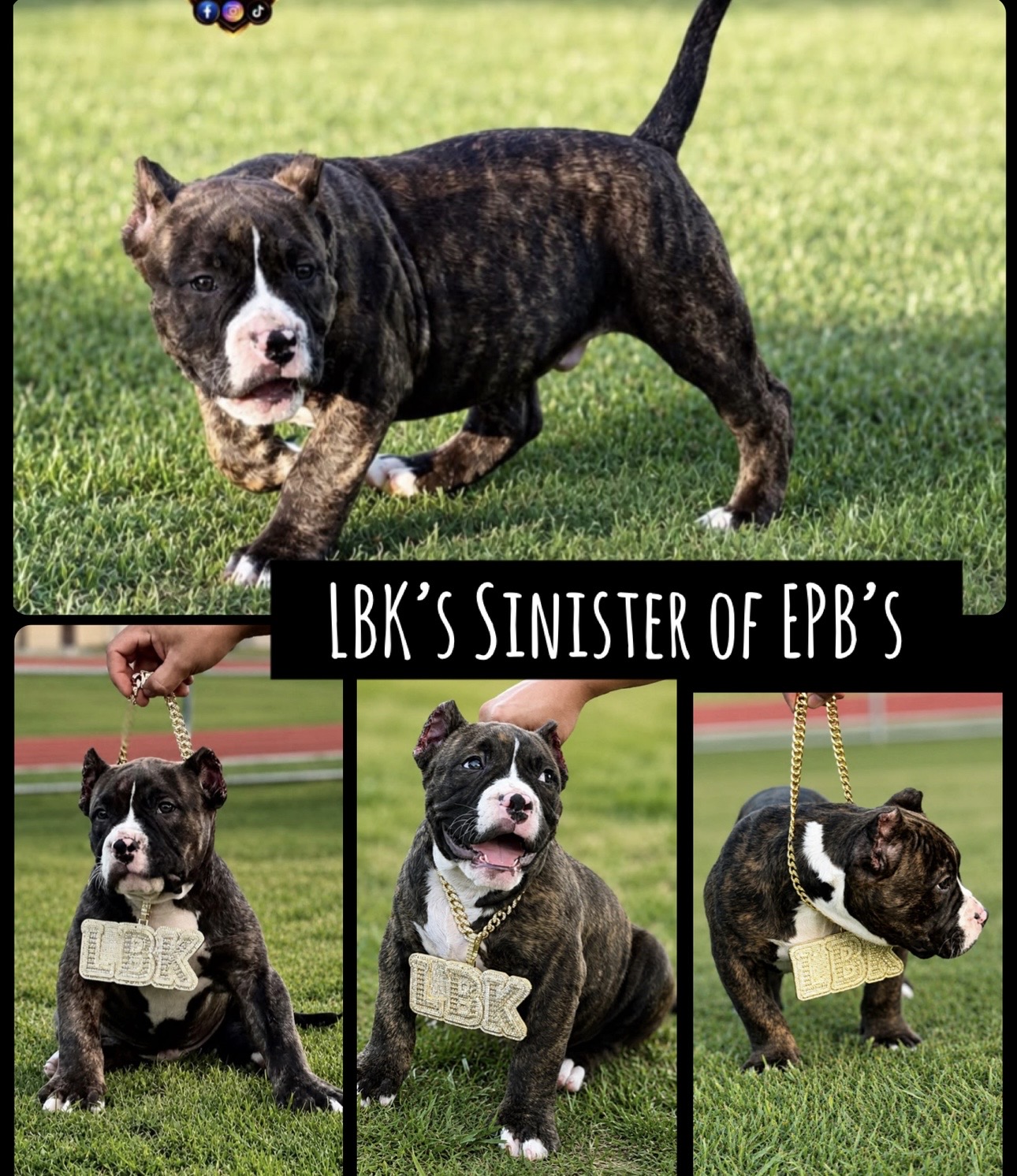 Dog Featured Image