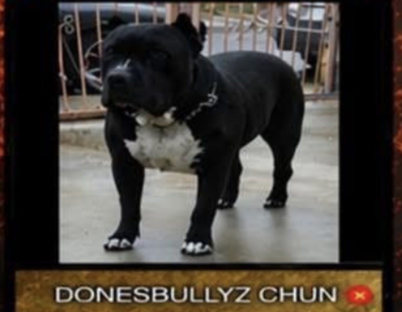 Dog Featured Image