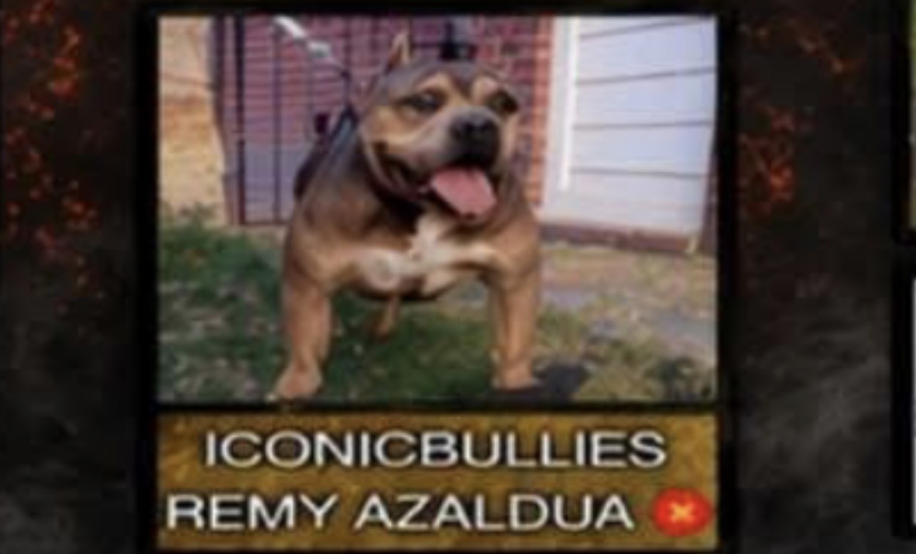 Dog Featured Image