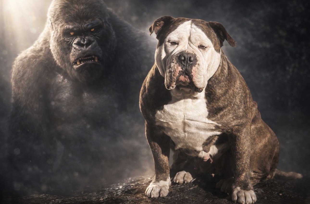 Dog Featured Image