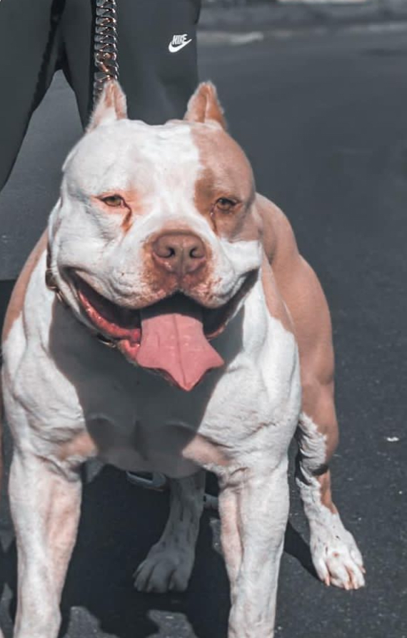 Dog Featured Image