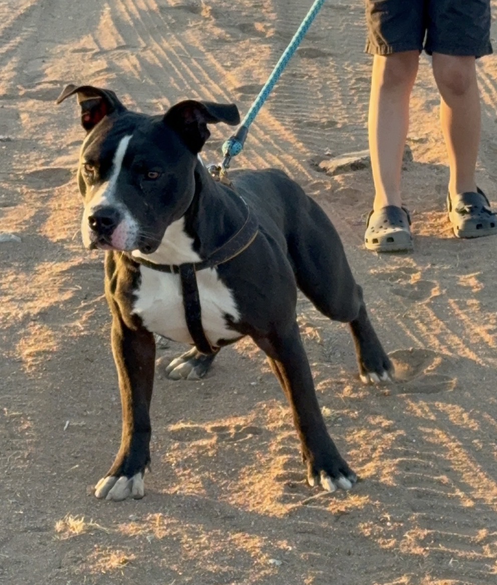 Dog Featured Image