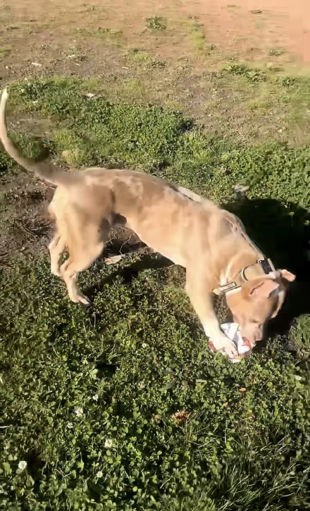 Dog Featured Image