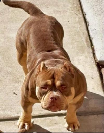 Dog Featured Image