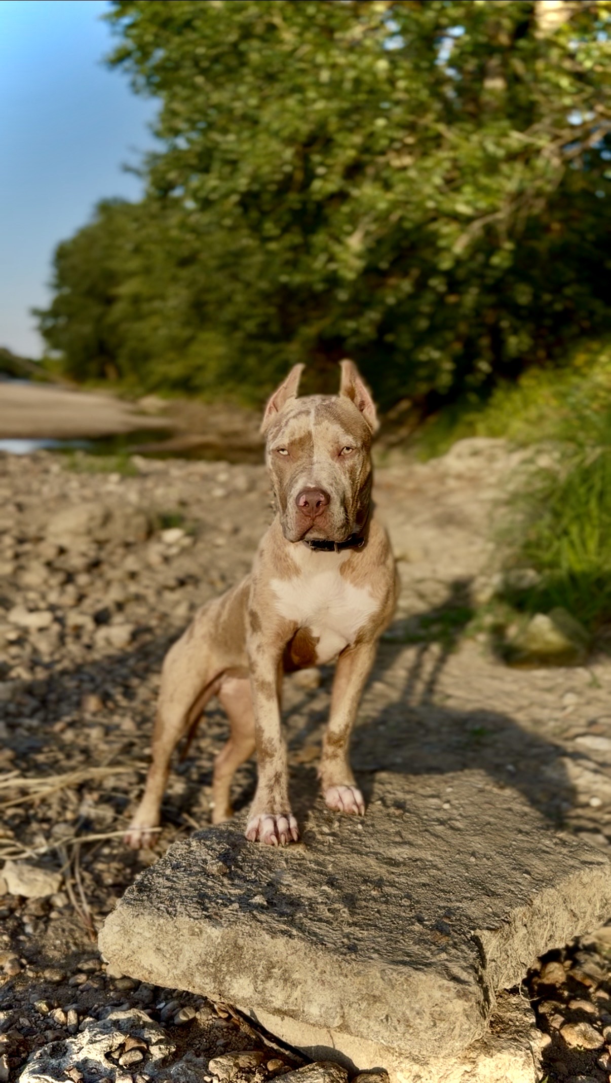 Dog Featured Image