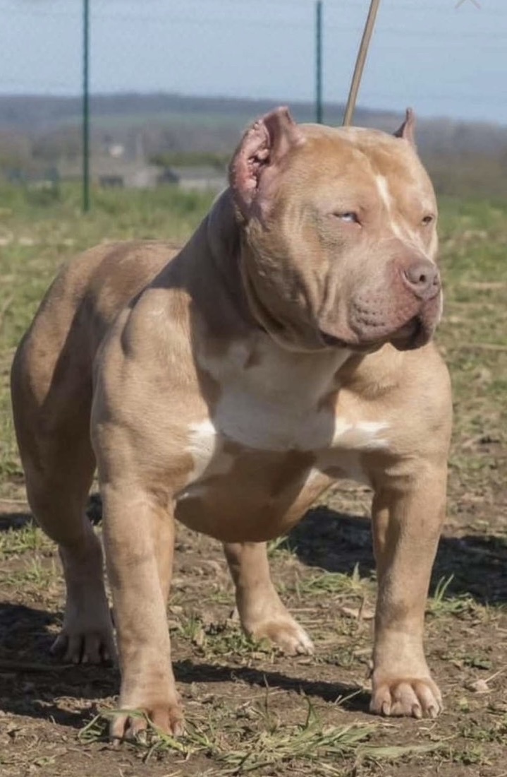 Dog Featured Image