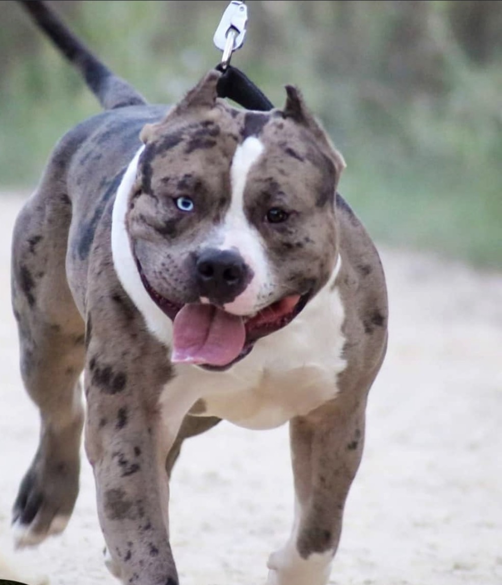 Dog Featured Image