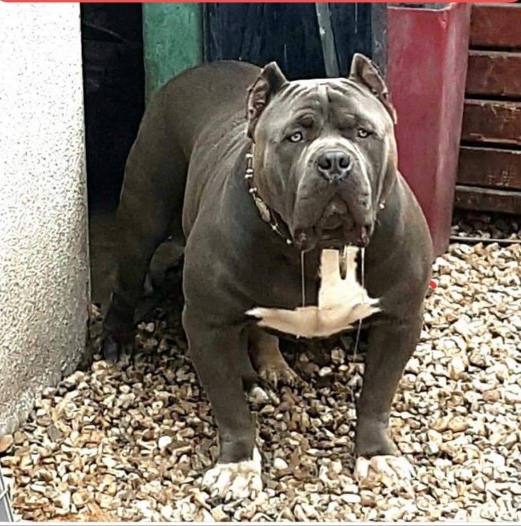 Dog Featured Image