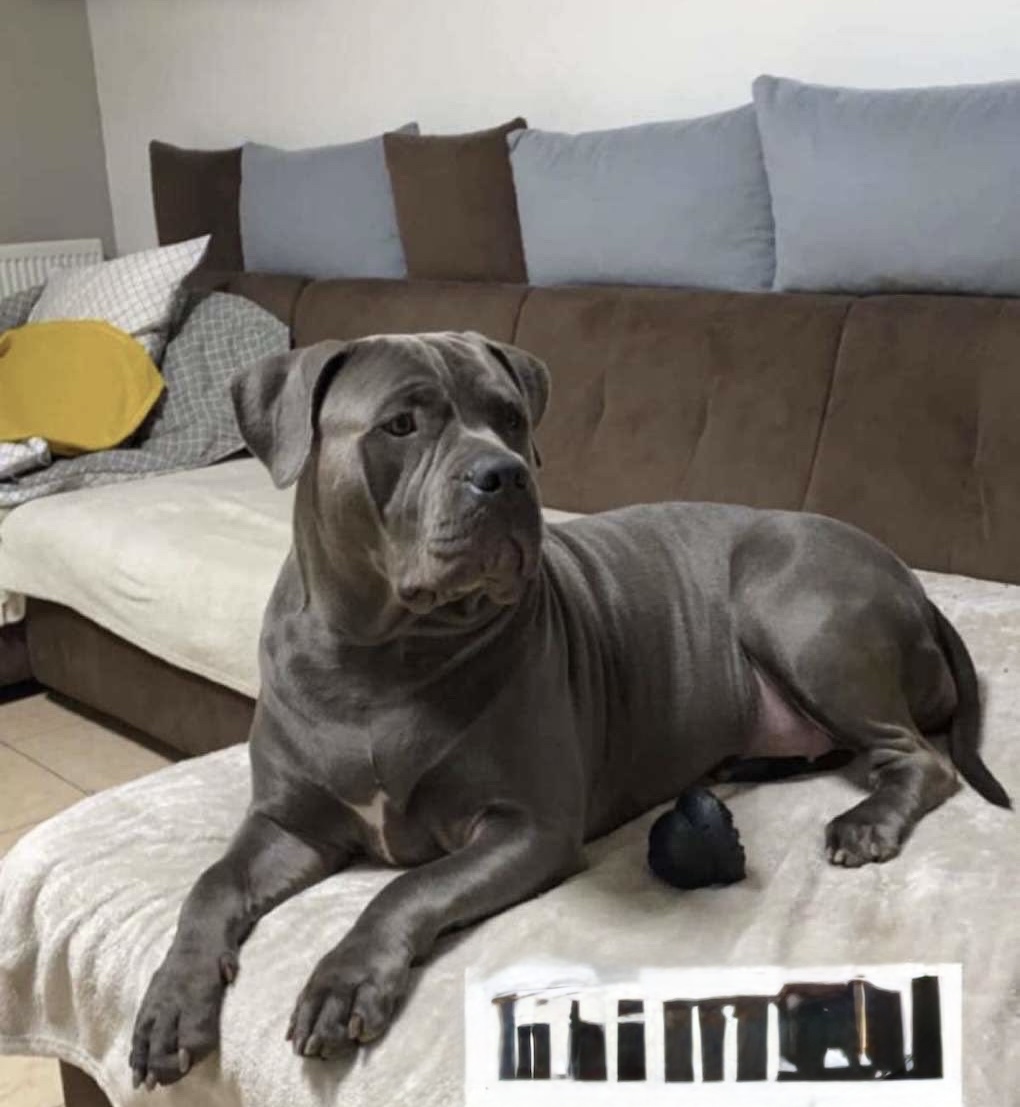 Dog Featured Image