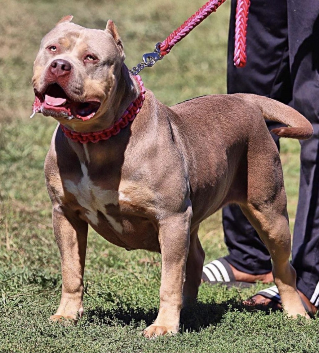 Dog Featured Image