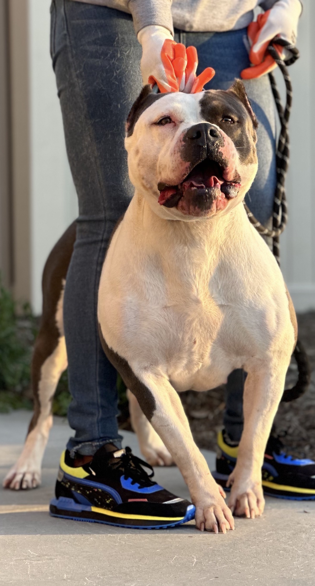 Dog Featured Image
