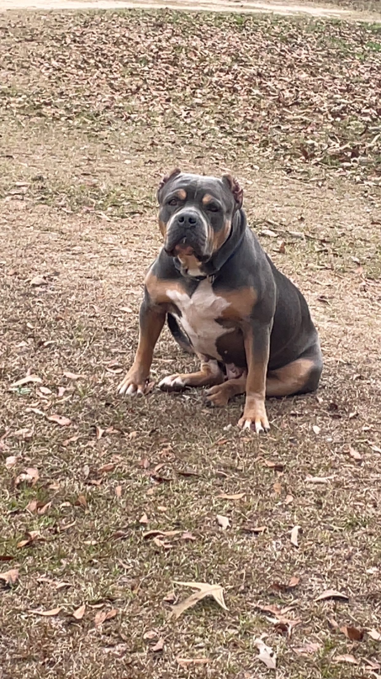 Dog Featured Image