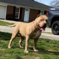 Dog Featured Image