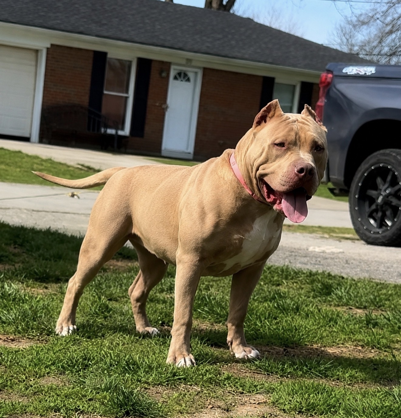 Dog Featured Image