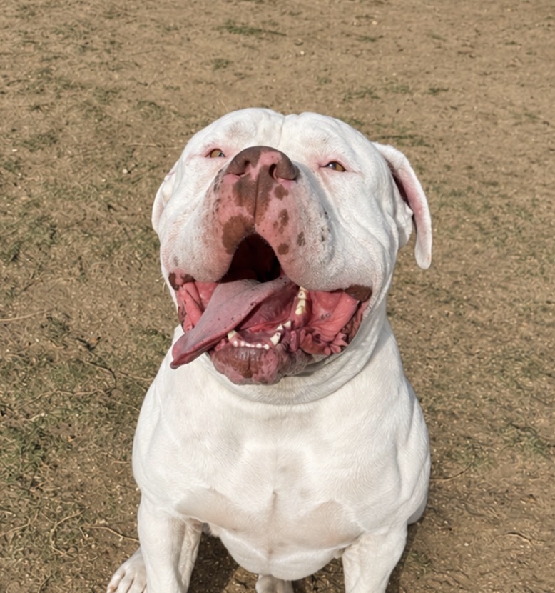 Dog Featured Image